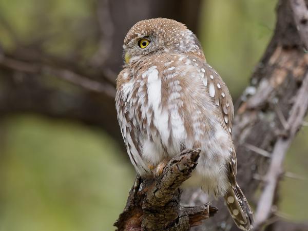 <h3><a href="/trips/safari/biota/animalia/chordata/aves/031 strigiformes/002 strigidae/glaucidium perlatum/glaucidium perlatum-en.html">Glaucidium&nbsp;perlatum</a> / Pearl‑spotted&nbsp;owlet / Geparelde&nbsp;dwerguil</h3>OM-1 Mark II with OLYMPUS M.300mm F4.0, 1/2000 sec at F4.0, ISO 1600, distance 5.88&nbsp;m